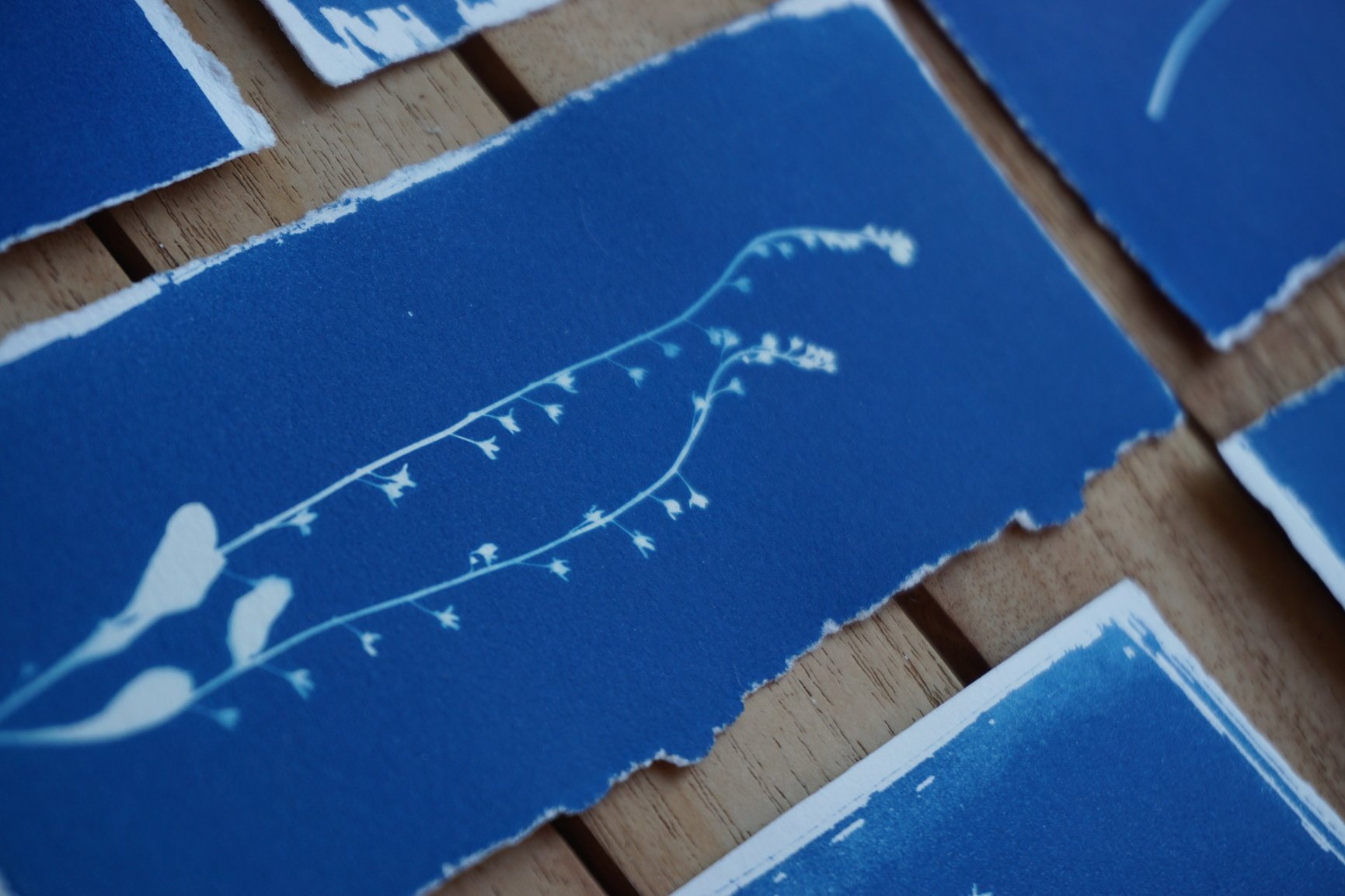 Once a weed, now a gem