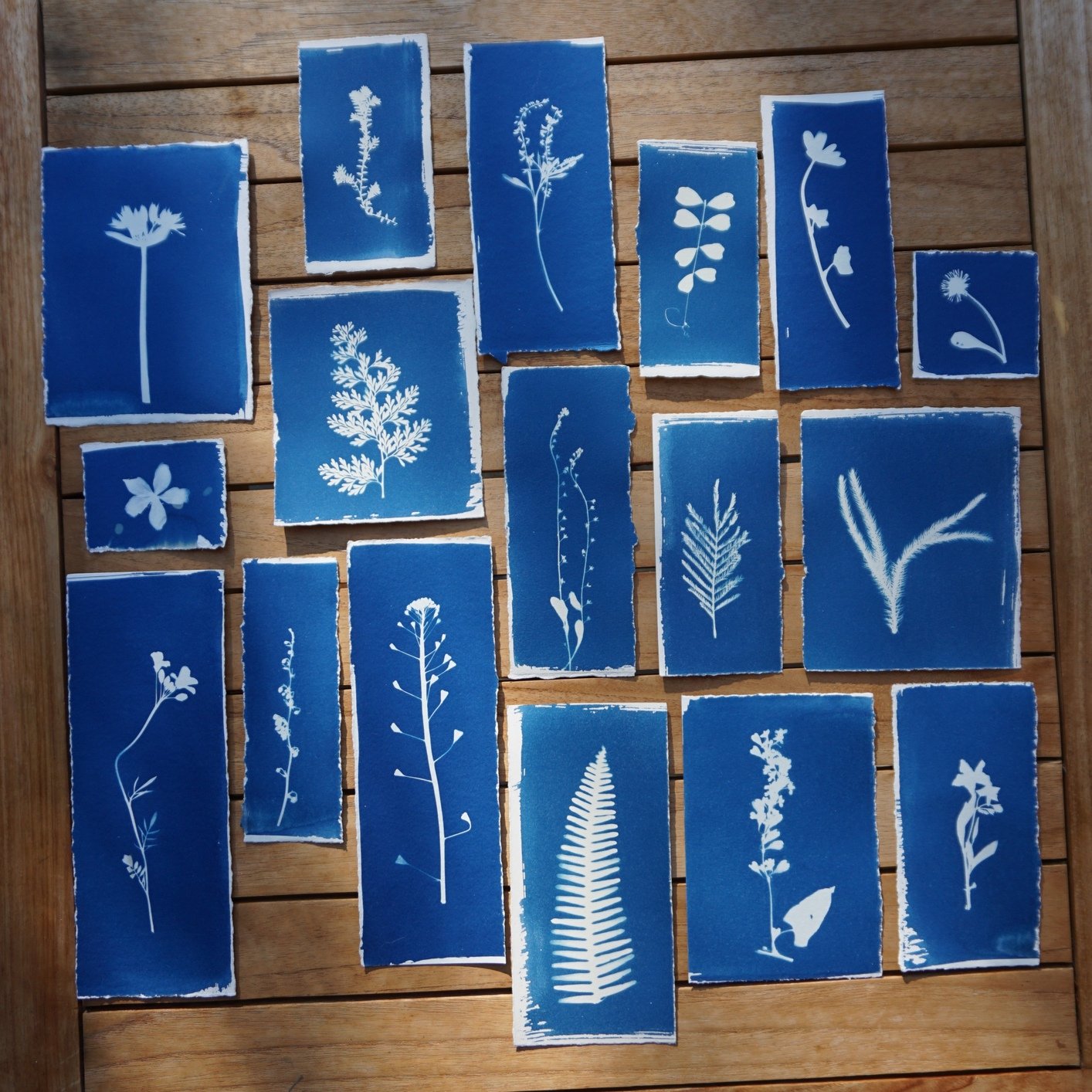 Collection of botanical samples